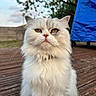cat, white_cat, fluffy, long_hair, pet, animal, portrait, close_up, outdoor, wooden_deck, sitting, staring, yellow_eyes, whiskers, fur, ears, nose, garden, trees, blue_background