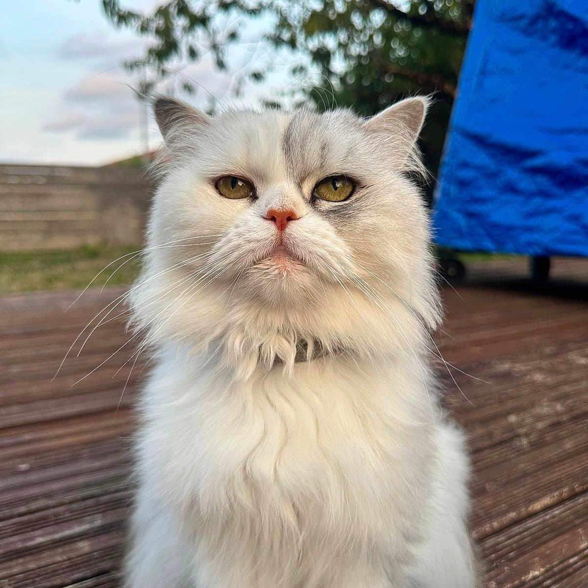Liloo