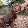 puppy, dog, chocolate_labrador, brown_fur, canine, sitting, open_mouth, happy, cute, outdoor, deck, wooden_floor, garden, backyard, trees, fence, human_hand, pet, portrait, animal_photography