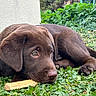 dog, puppy, chocolate_lab, brown_fur, lying_down, grass, garden, outdoors, pet, animal, face, eyes, floppy_ears, paws, stick, relaxed, cute, portrait, greenery, daylight