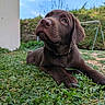 dog, puppy, chocolate_lab, brown_fur, floppy_ears, portrait, lying_down, grass, garden, outdoors, nature, blue_sky, close_up, adorable, serious_expression, paw, collar, snout, greenery, pet