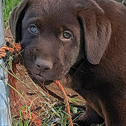 Baloo participe au concours pour gagner de l'argent avec cette photo : puppy, dog, chocolate_lab, brown_fur, animal, pet, portrait, close_up, outdoor, garden, grass, greenery, rope, wood, puppy_face, floppy_ears, eyes, nose, smartphone_screenshot, lock_screen