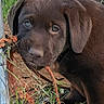 puppy, dog, chocolate_lab, brown_fur, animal, pet, portrait, close_up, outdoor, garden, grass, greenery, rope, wood, puppy_face, floppy_ears, eyes, nose, smartphone_screenshot, lock_screen