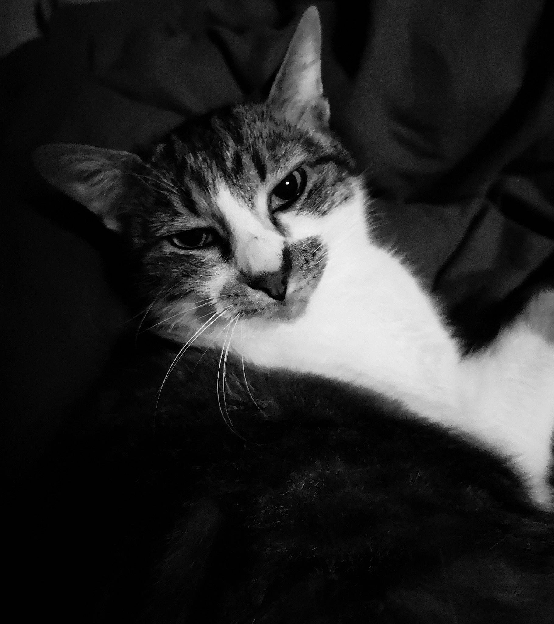 Neige a rejoint le concours — aidez-le/la à gagner de superbes lots ! aegean_cat, american_wirehair, asian, black, black_and_white, carnivore, cat, domestic_short_haired_cat, european_shorthair, eye, felidae, fur, kitten, monochrome, monochrome_photography, nose, small_to_medium_sized_cats, snout, whiskers, white