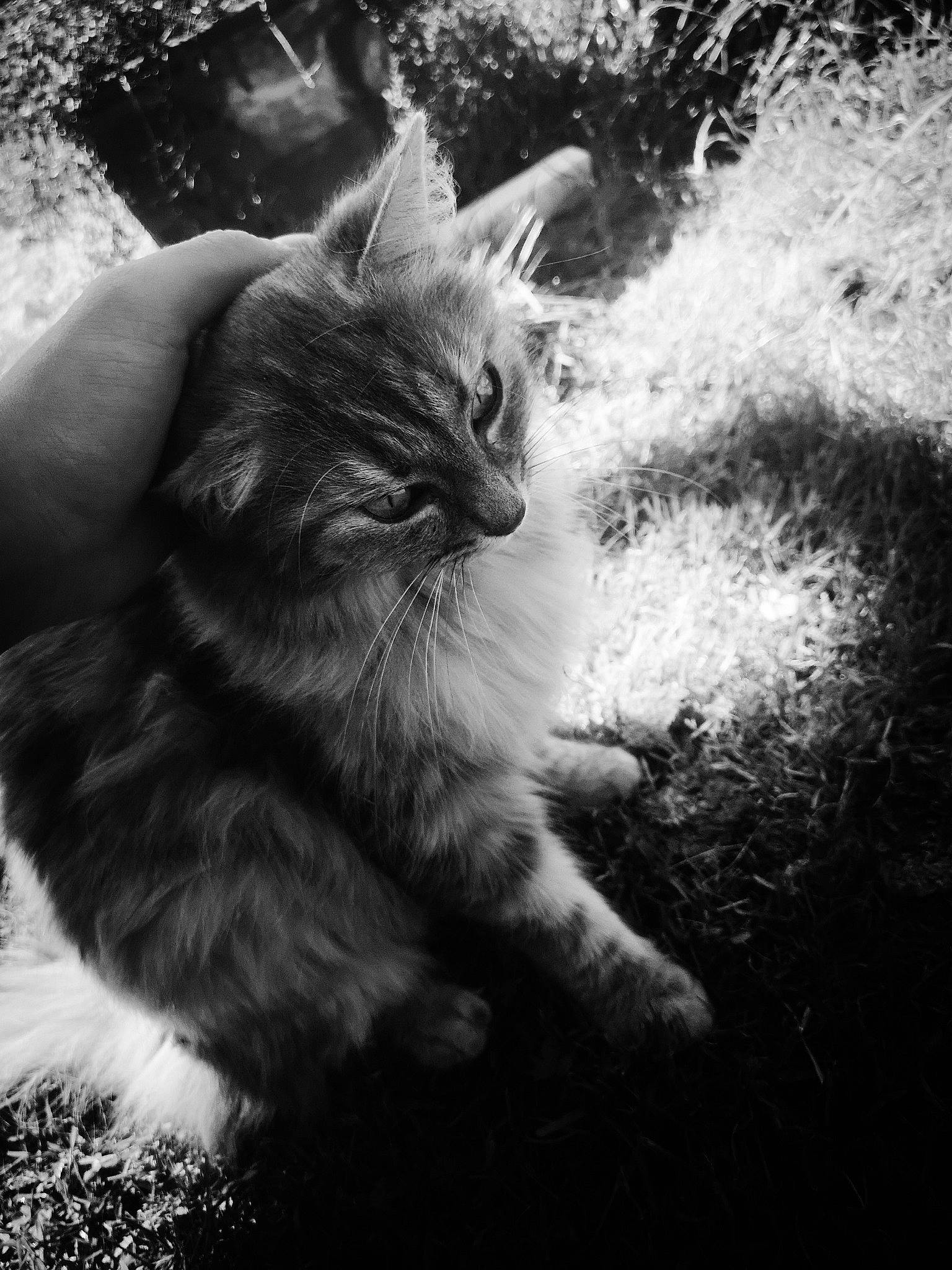 Tartine a rejoint le concours — aidez-le/la à gagner de superbes lots ! black, black_and_white, carnivore, cat, eye, felidae, fur, grass, monochrome, monochrome_photography, norwegian_forest_cat, photography, sky, small_to_medium_sized_cats, snout, sunlight, tree, whiskers, white, wild_cat