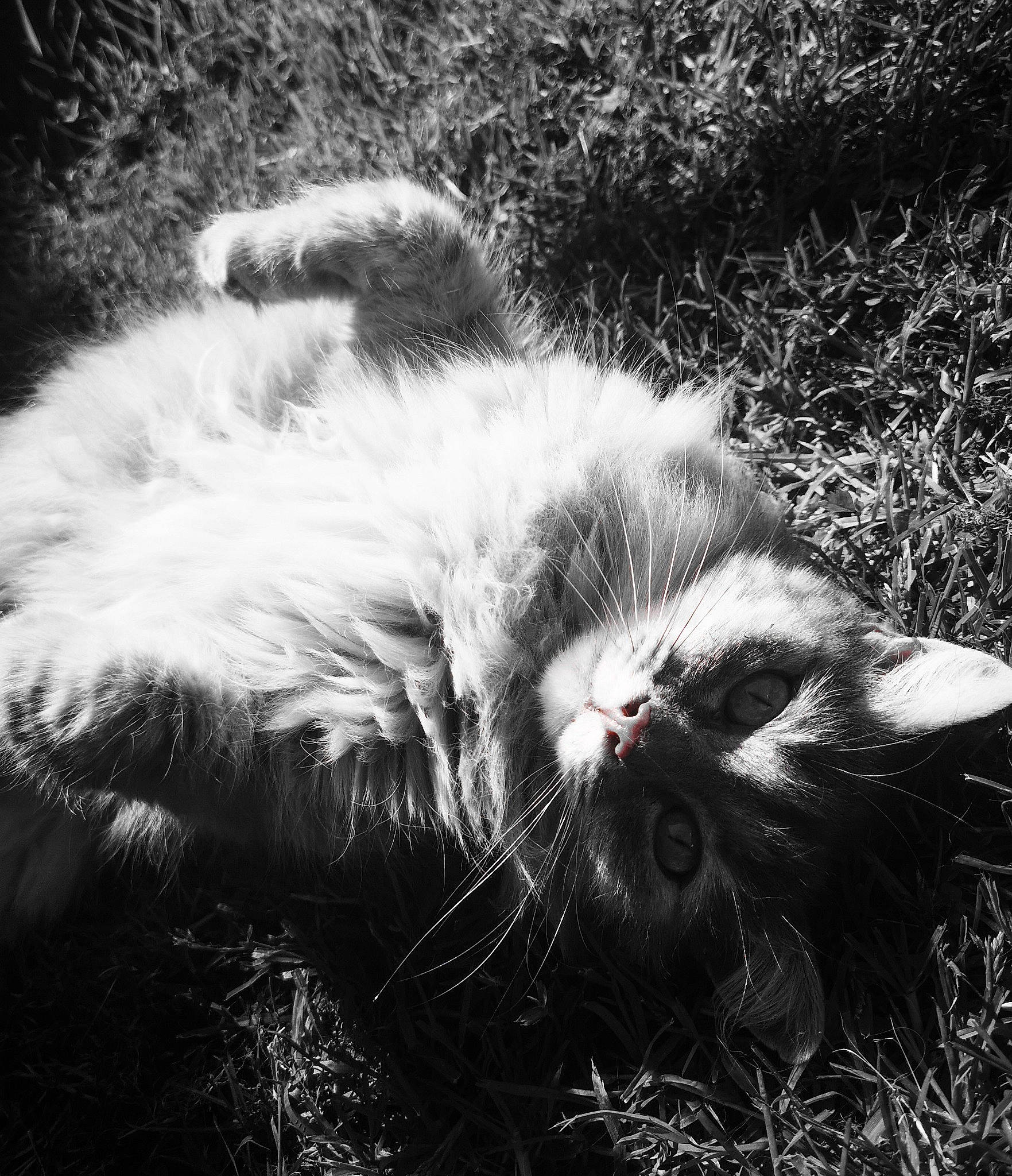 Tartine participe au concours pour gagner de l'argent avec cette photo : black_and_white, carnivore, cat, domestic_long_haired_cat, felidae, fur, grass, monochrome, monochrome_photography, norwegian_forest_cat, photography, plant, sky, small_to_medium_sized_cats, snout, style, tail, tree, whiskers