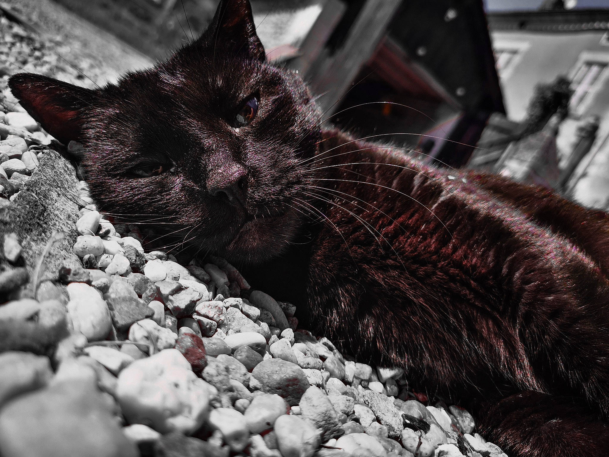 Baguera a rejoint le concours — aidez-le/la à gagner de superbes lots ! asian, black, black_and_white, black_cat, carnivore, cat, domestic_short_haired_cat, european_shorthair, eye, felidae, fur, kitten, monochrome, monochrome_photography, photography, small_to_medium_sized_cats, snapshot, snout, tail, whiskers