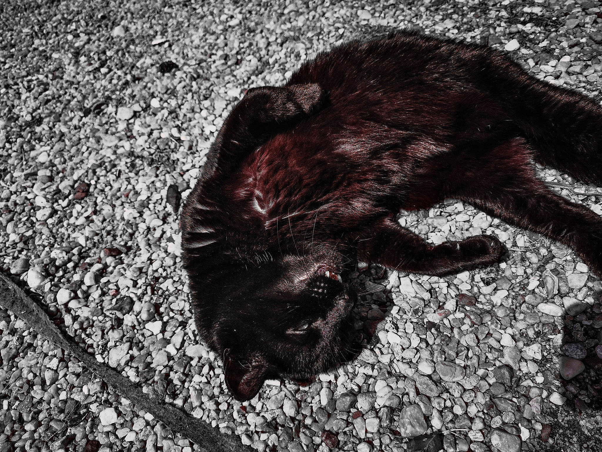 Baguera a rejoint le concours — aidez-le/la à gagner de superbes lots ! black, black_and_white, canidae, fur, hand, monochrome, photography, rock, shadow, soil, sporting_group, style, water