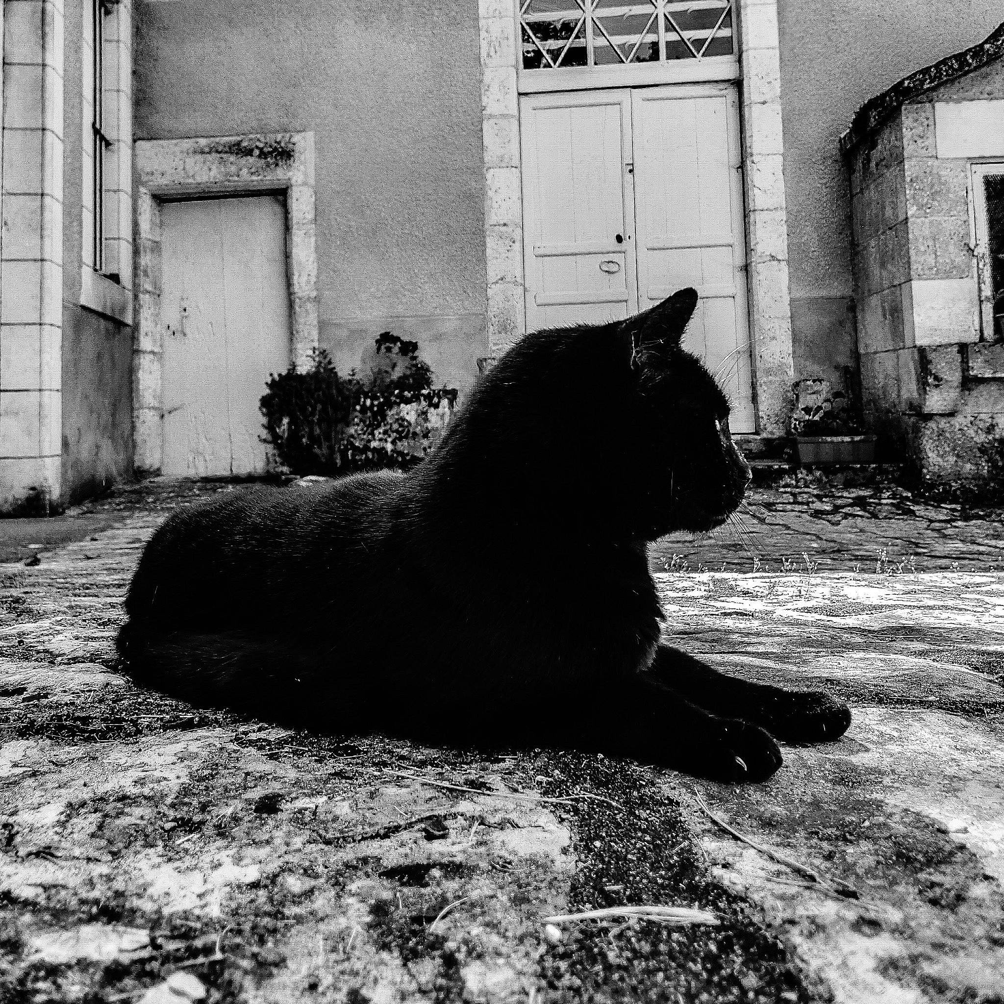 Baguera a rejoint le concours — aidez-le/la à gagner de superbes lots ! architecture, asian, black, black_and_white, black_cat, carnivore, cat, eye, felidae, monochrome, monochrome_photography, photography, sitting, small_to_medium_sized_cats, snapshot, snout, stock_photography, street, whiskers, white