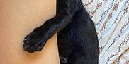 Binxy is registered to the contest to win money with this photo: cat, black_cat, white_paw, leg, human_leg, bed_sheet, floral_pattern, pet, animal, indoor, curious, cute, resting, feline, whiskers, claws, paw, cute_pet, companion, relaxing