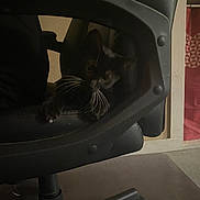 Binxy joined the competition — help win amazing prizes! cat, kitten, black_cat, office_chair, whiskers, indoor, furniture, pet, animal, curious, dark, shadow, paw, seat, home, resting, quiet, small, cute, cozy