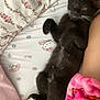 Binxy joined the competition — help win amazing prizes! cat, black_cat, white_paws, bed, blanket, floral_pattern, cartoon_character, person, skin, pink_blanket, resting, lying_down, indoor, cozy, pet, whiskers, paw, sleepy, cute, feline