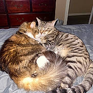 Rox joined the competition — help win amazing prizes! cat, cats, snuggling, bed, furry, tabby, striped, fluffy, tail, domestic, indoor, resting, cute, pet, sleepy, cozy, friendship, animal, fur, peaceful