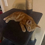 Oli is registered to the contest to win money with this photo: cat, kitten, orange_tabby, cat_tree, indoor, pet, feline, resting, sleepy, fur, animal, cute, domestic_cat, whiskers, paw, scratching_post, carpeted, wall, home, relaxing