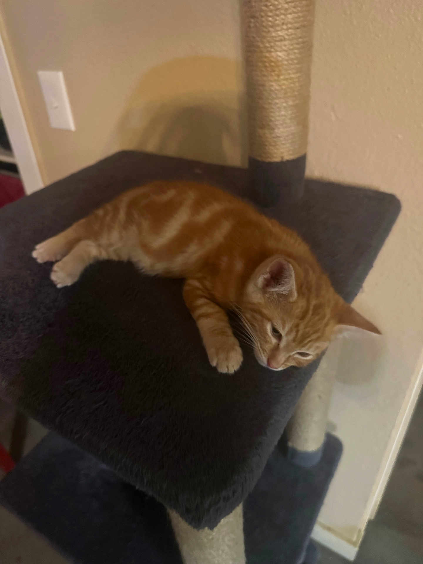 Oli