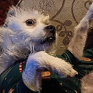 Max Two joined the competition — help win amazing prizes! dog, small_dog, white_dog, pet, lying_down, close_up, portrait, whiskers, paws, fur, playful, wide_eyes, couch, fabric, blanket, pajamas, clothing, indoor, muzzle, nose