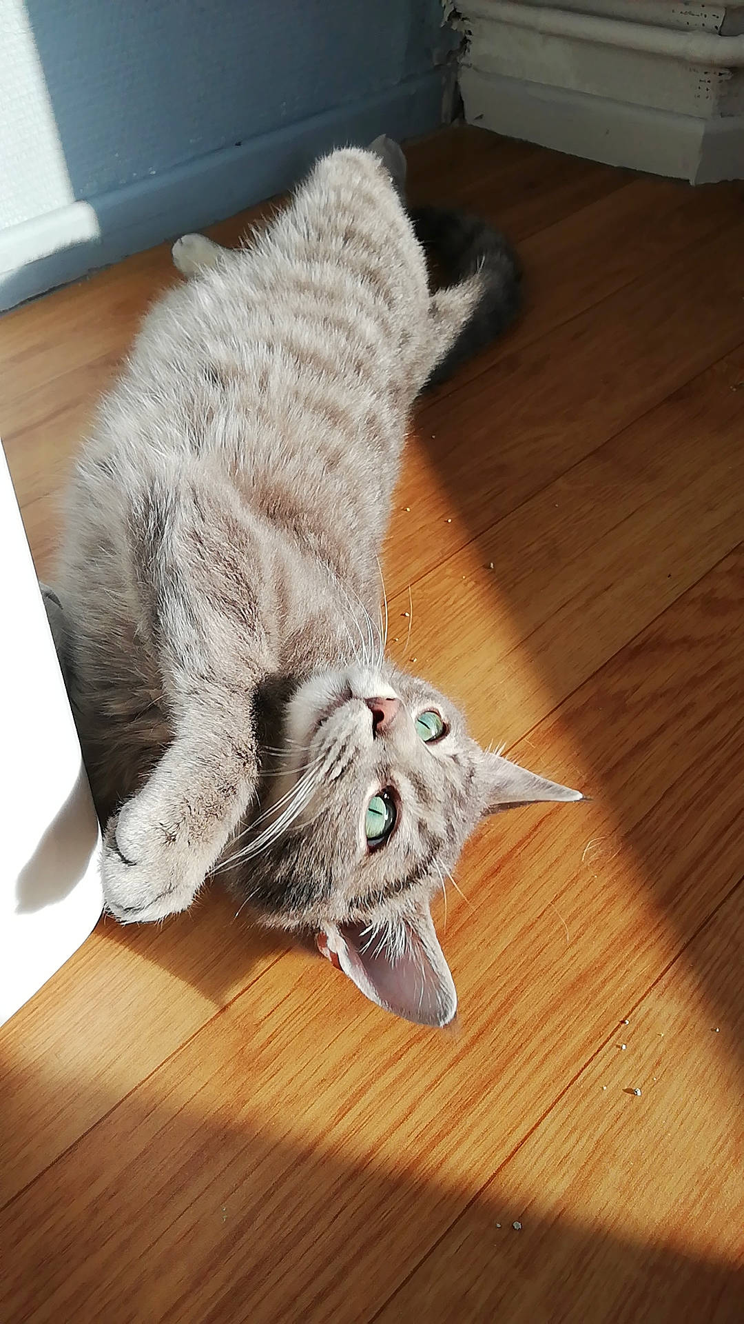 Nastu a rejoint le concours — aidez-le/la à gagner de superbes lots ! american_shorthair, asian, carnivore, cat, dragon_li, ear, european_shorthair, felidae, floor, fur, hardwood, kitten, leg, mammal, pixie_bob, small_to_medium_sized_cats, tabby_cat, tail, whiskers, wood