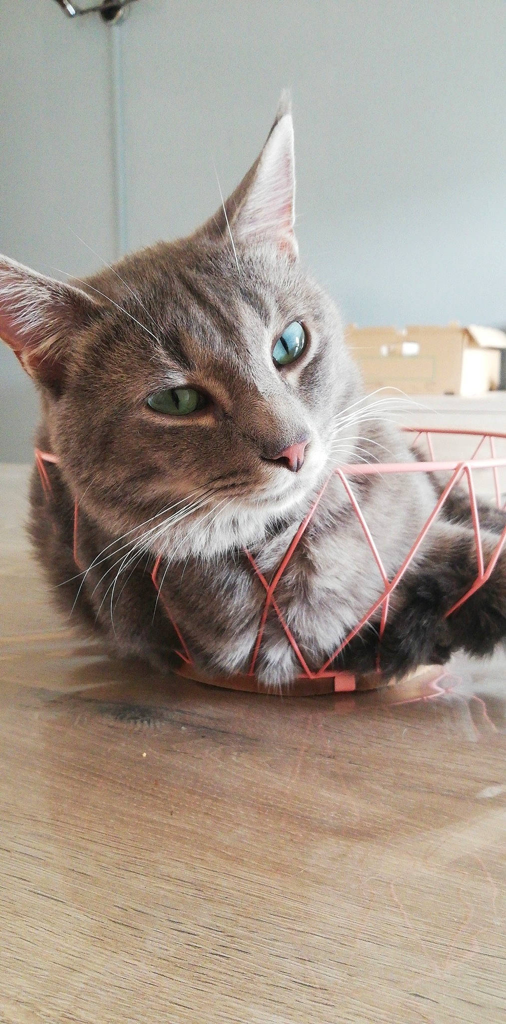 Nastu participe au concours pour gagner de l'argent avec cette photo : aegean_cat, asian, carnivore, cat, domestic_short_haired_cat, european_shorthair, felidae, kitten, maine_coon, mammal, nebelung, ojos_azules, small_to_medium_sized_cats, snout, tabby_cat, whiskers