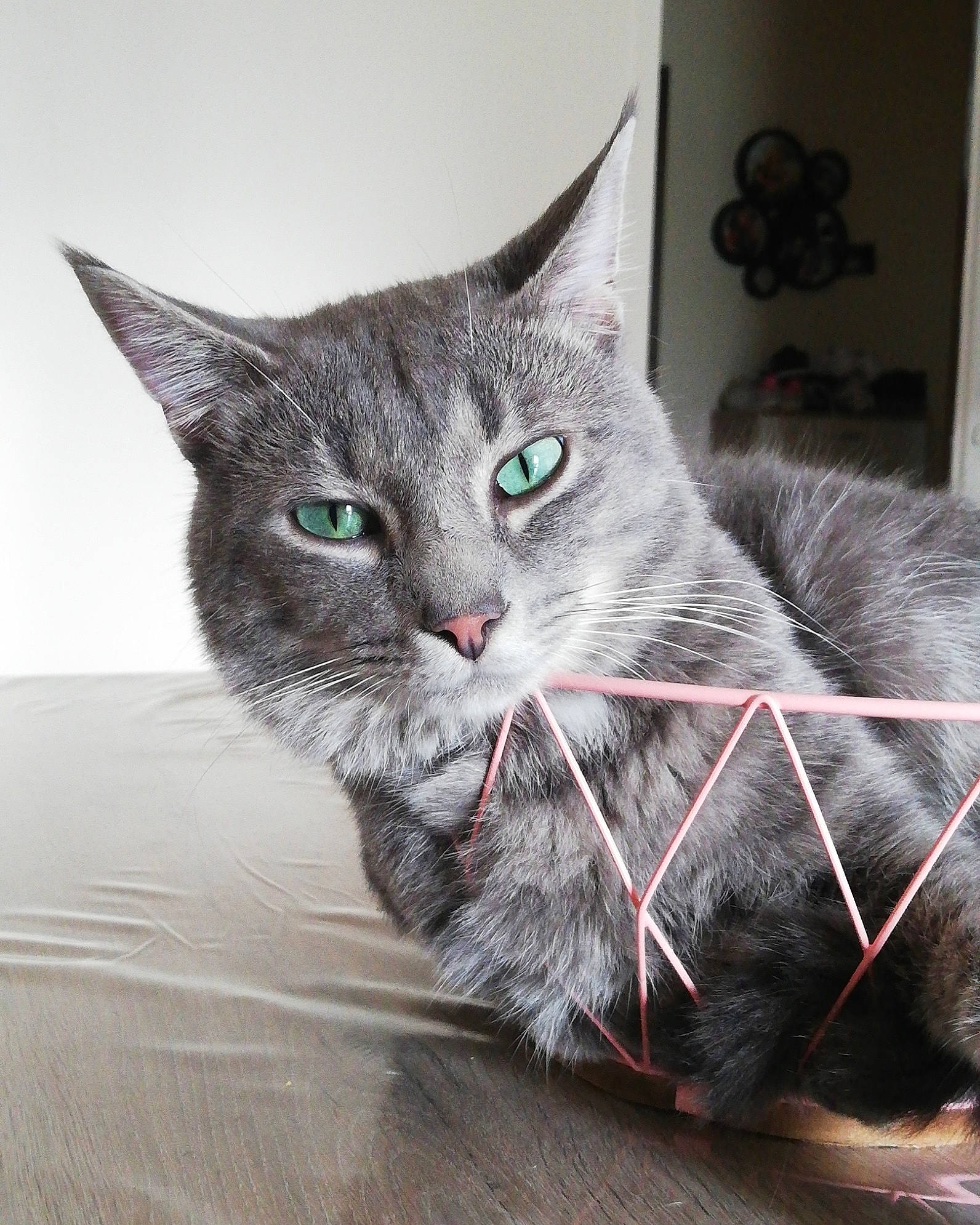 Nastu a rejoint le concours — aidez-le/la à gagner de superbes lots ! asian, british_semi_longhair, british_shorthair, carnivore, cat, chartreux, domestic_short_haired_cat, european_shorthair, felidae, fur, kitten, korat, mammal, nebelung, russian_blue, small_to_medium_sized_cats, snout, whiskers