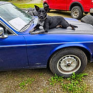 Kinzi'S joined the competition — help win amazing prizes! dog, car, blue_car, vintage_car, hood, tire, wheel, red_truck, grass, gravel, outdoor, animal, pet, collar, relaxed, parked_vehicle, metal, vehicle, daylight, nature