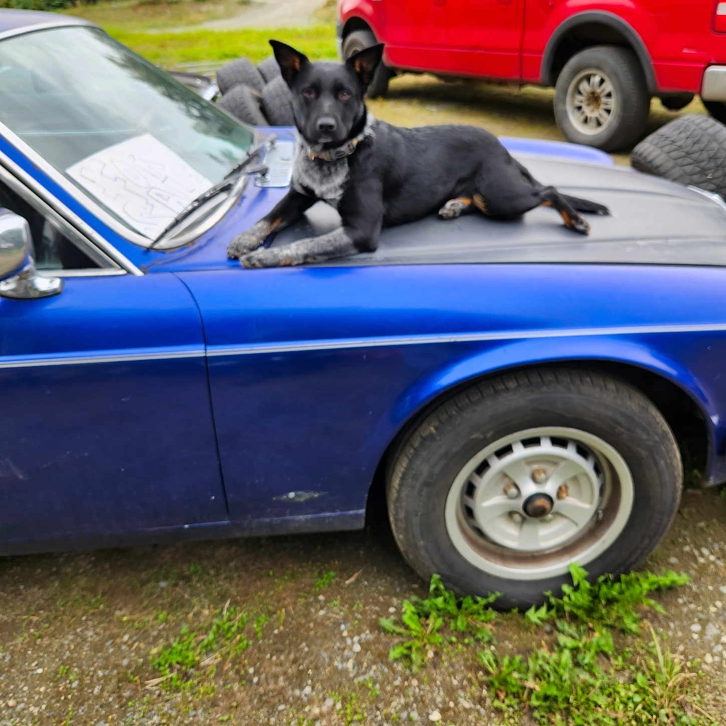 Kinzi'S joined the competition — help win amazing prizes! dog, car, blue_car, vintage_car, hood, tire, wheel, red_truck, grass, gravel, outdoor, animal, pet, collar, relaxed, parked_vehicle, metal, vehicle, daylight, nature