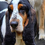 Shiloh joined the competition — help win amazing prizes! dog, basset_hound, close_up, portrait, tricolor, ears, animal, pet, canine, fur, whiskers, nose, outdoor, blurred_background, muzzle, expression, looking_down, companion, domestic_animal, friendly