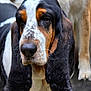 dog, basset_hound, close_up, portrait, tricolor, ears, animal, pet, canine, fur, whiskers, nose, outdoor, blurred_background, muzzle, expression, looking_down, companion, domestic_animal, friendly
