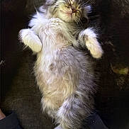 Smokey is registered to the contest to win money with this photo: adorable, animal, cat, closeup, cozy, cute, domestic_cat, feline, fluffy, fur, gray, kitten, paw, pet, relaxed, resting, sleeping, soft, whiskers, white