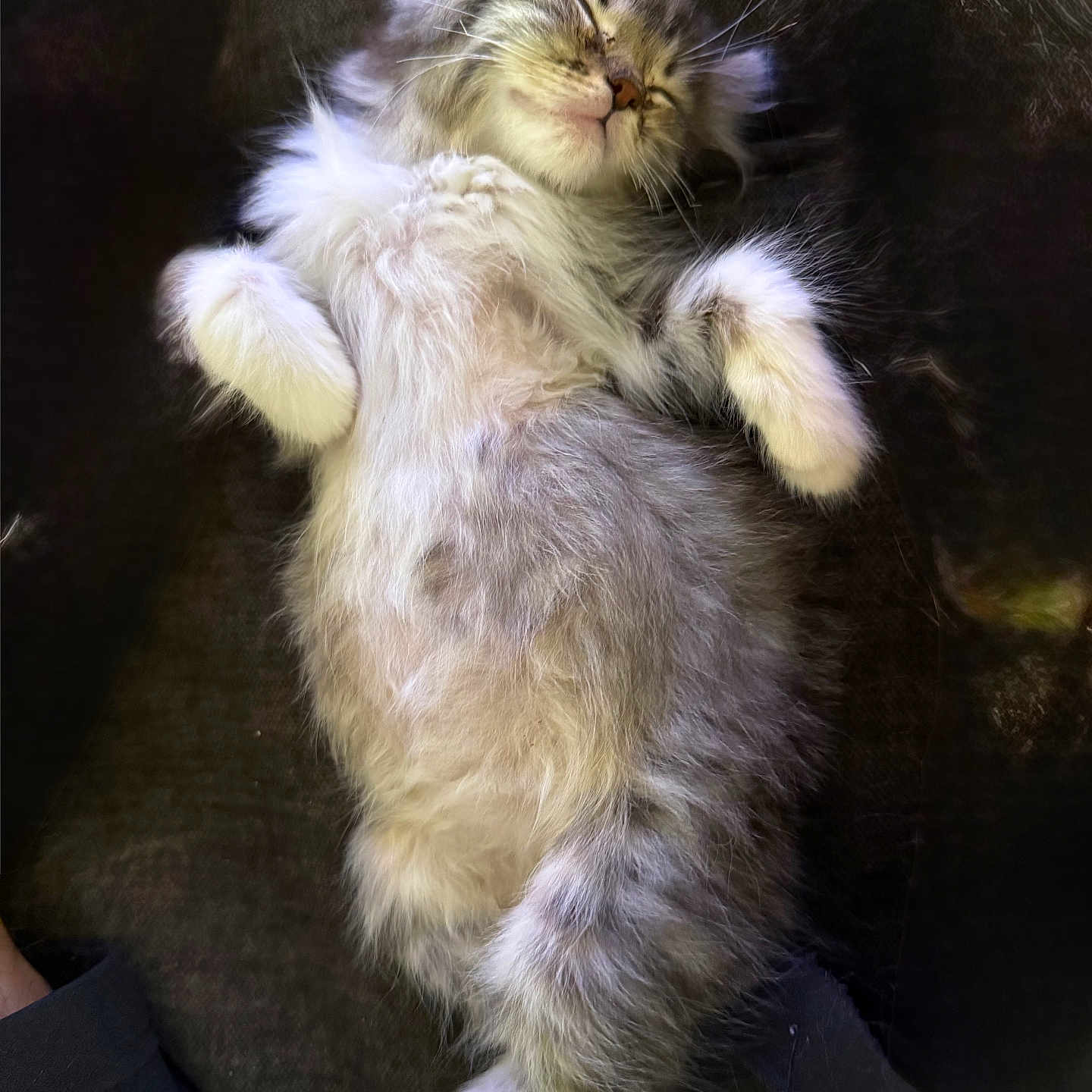 Smokey is registered to the contest to win money with this photo: adorable, animal, cat, closeup, cozy, cute, domestic_cat, feline, fluffy, fur, gray, kitten, paw, pet, relaxed, resting, sleeping, soft, whiskers, white