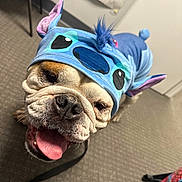 Big Mac is registered to the contest to win money with this photo: dog, bulldog, costume, blue, indoor, carpet, tongue_out, happy, pet, animal, leash, ears, wrinkles, closeup, smiling, playful, canine, floor, cute, portrait