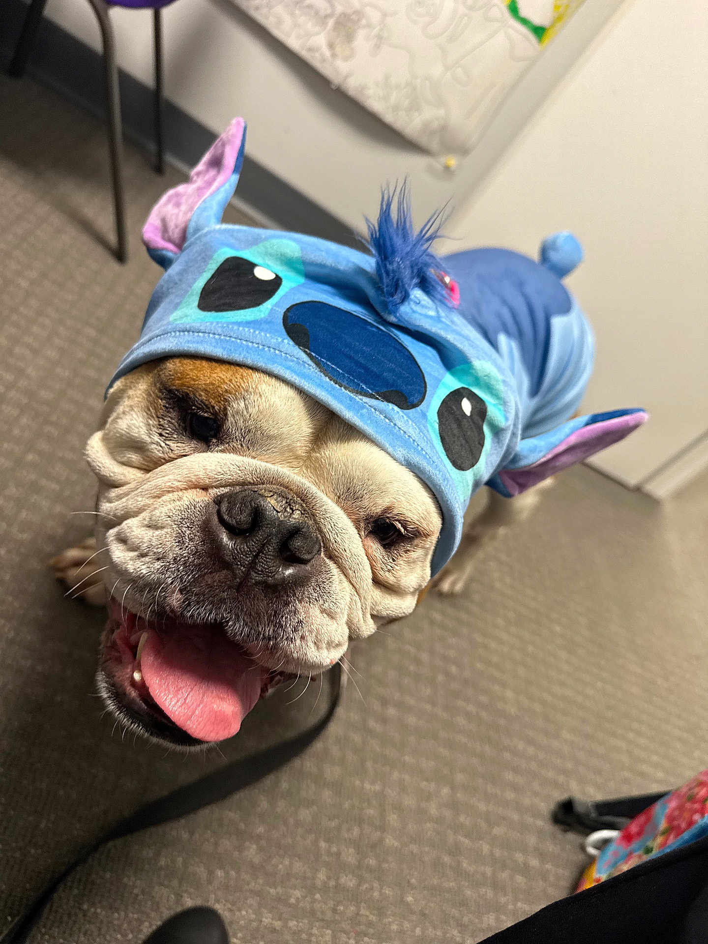 Big Mac is registered to the contest to win money with this photo: dog, bulldog, costume, blue, indoor, carpet, tongue_out, happy, pet, animal, leash, ears, wrinkles, closeup, smiling, playful, canine, floor, cute, portrait