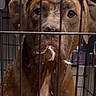 dog, brown_dog, crate, cage, metal_bars, pet, animal, indoor, fur, white_patch, sad, looking, face, ears, eyes, closeup, fence, resting, home, background