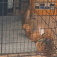 Zazu is registered to the contest to win money with this photo: dog, crate, pet, sleeping, relaxed, upside_down, indoor, floor, wooden_floor, cage, paw, brown_dog, bed, resting, animal, canine, collar, furniture, home, cardboard_box