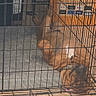 dog, crate, pet, sleeping, relaxed, upside_down, indoor, floor, wooden_floor, cage, paw, brown_dog, bed, resting, animal, canine, collar, furniture, home, cardboard_box