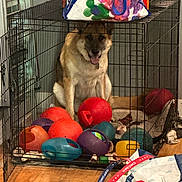 Rafiki is registered to the contest to win money with this photo: dog, german_shepherd, crate, dog_toys, colorful, indoor, wooden_floor, bag, bones, pet, cage, happy, tongue_out, playful, household_items, metal, floor, sitting, pet_care, leash