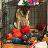 dog, german_shepherd, crate, dog_toys, colorful, indoor, wooden_floor, bag, bones, pet, cage, happy, tongue_out, playful, household_items, metal, floor, sitting, pet_care, leash