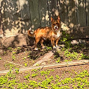 Mojo Salas is registered to the contest to win money with this photo: dog, small_dog, outdoor, sunlight, wooden_fence, green_plants, earth, pet, animal, fur, ears, tail, garden, nature, shadow, daylight, standing, happy, canine, smiling