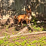 dog, small_dog, outdoor, sunlight, wooden_fence, green_plants, earth, pet, animal, fur, ears, tail, garden, nature, shadow, daylight, standing, happy, canine, smiling