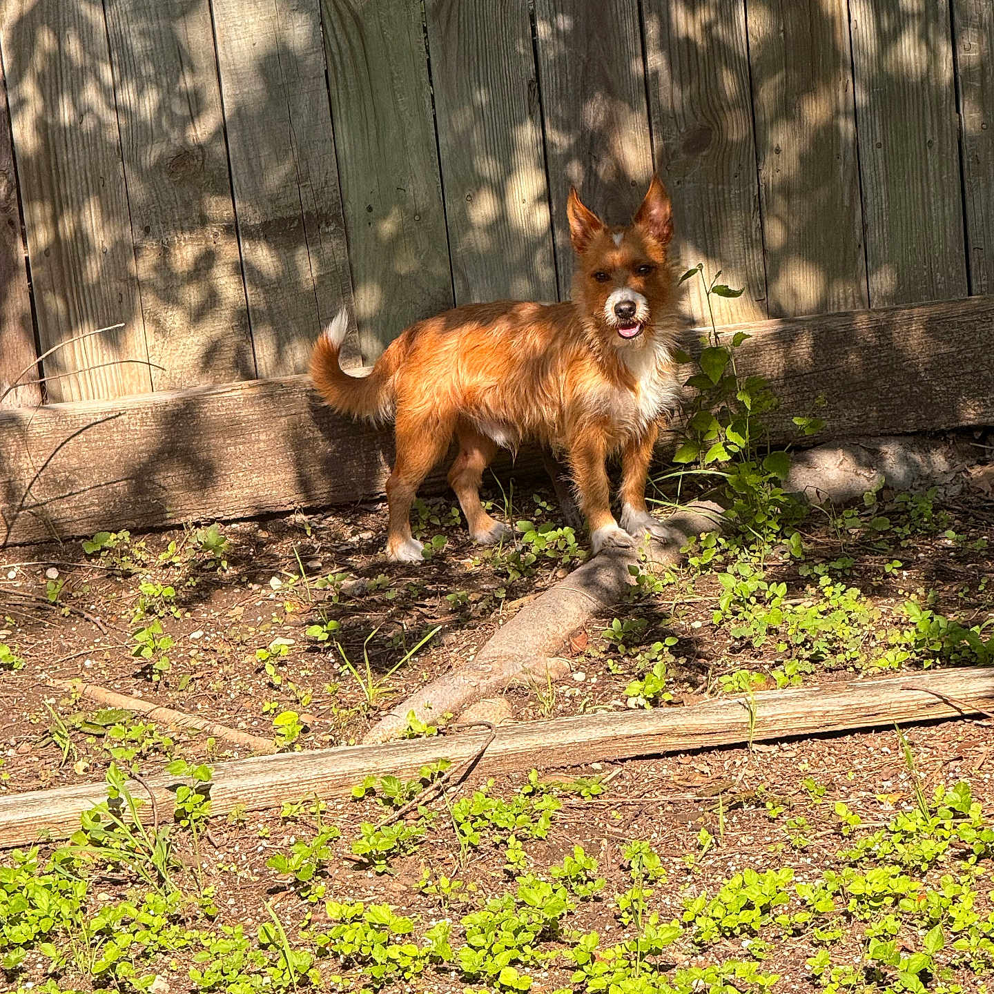 Mojo Salas is registered to the contest to win money with this photo: dog, small_dog, outdoor, sunlight, wooden_fence, green_plants, earth, pet, animal, fur, ears, tail, garden, nature, shadow, daylight, standing, happy, canine, smiling