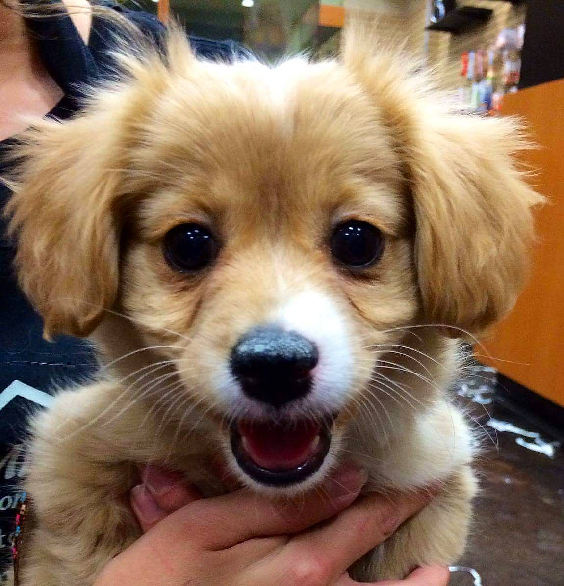 Charlee joined the competition — help win amazing prizes! canidae, carnivore, chair, companion_dog, dog, dog_breed, fashion_accessory, fawn, fur, plant, puppy, small_greek_domestic_dog, snout, sporting_group, toy_dog, whiskers, working_animal