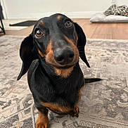 Minnie is registered to the contest to win money with this photo: dog, dachshund, pet, indoor, rug, floor, close_up, portrait, looking_up, black_coat, brown_markings, nose, eyes, paws, whiskers, ears, home_interior, dog_bed, cute, expression