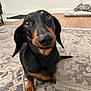 dog, dachshund, pet, indoor, rug, floor, close_up, portrait, looking_up, black_coat, brown_markings, nose, eyes, paws, whiskers, ears, home_interior, dog_bed, cute, expression
