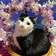 Pumpkin Hernandez is registered to the contest to win money with this photo: animal, basket, black_and_white, cat, close_up, curious, cute, decor, feline, flowers, indoor, pet, pink, portrait, purple_wall, sitting, soft_light, whiskers, white, wreath