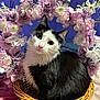 animal, basket, black_and_white, cat, close_up, curious, cute, decor, feline, flowers, indoor, pet, pink, portrait, purple_wall, sitting, soft_light, whiskers, white, wreath