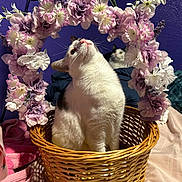 Renay Hernandez is registered to the contest to win money with this photo: animal, basket, bedroom, blanket, cat, cozy, curious, decor, feline, floral_arch, flowers, indoor, pets, pink, purple_wall, relaxed, soft, two_cats, white, woven