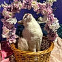 animal, basket, bedroom, blanket, cat, cozy, curious, decor, feline, floral_arch, flowers, indoor, pets, pink, purple_wall, relaxed, soft, two_cats, white, woven
