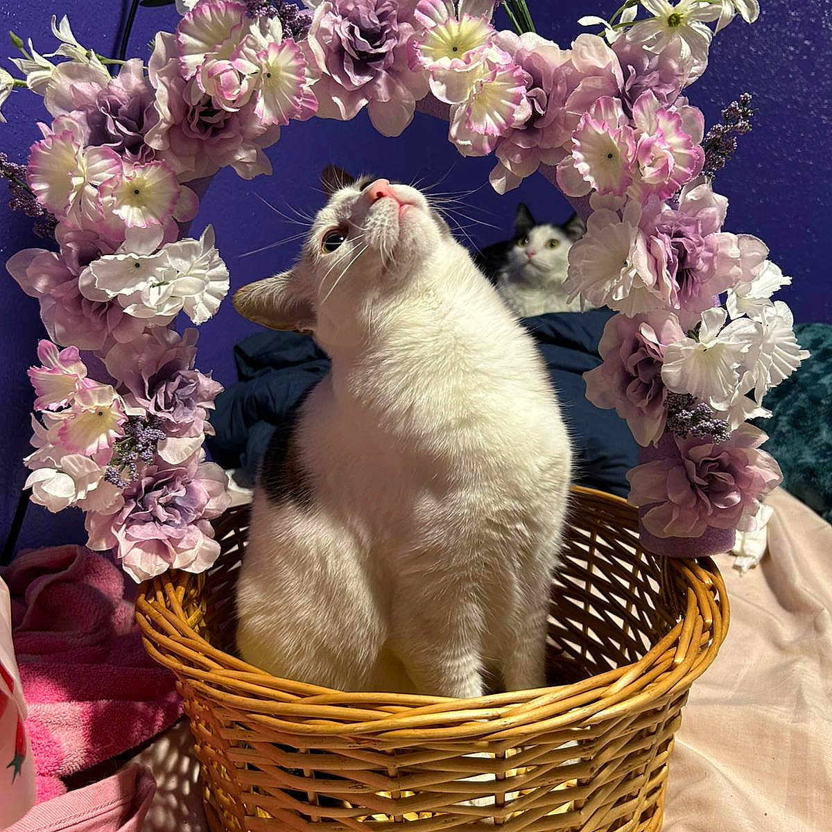 Renay Hernandez is registered to the contest to win money with this photo: animal, basket, bedroom, blanket, cat, cozy, curious, decor, feline, floral_arch, flowers, indoor, pets, pink, purple_wall, relaxed, soft, two_cats, white, woven