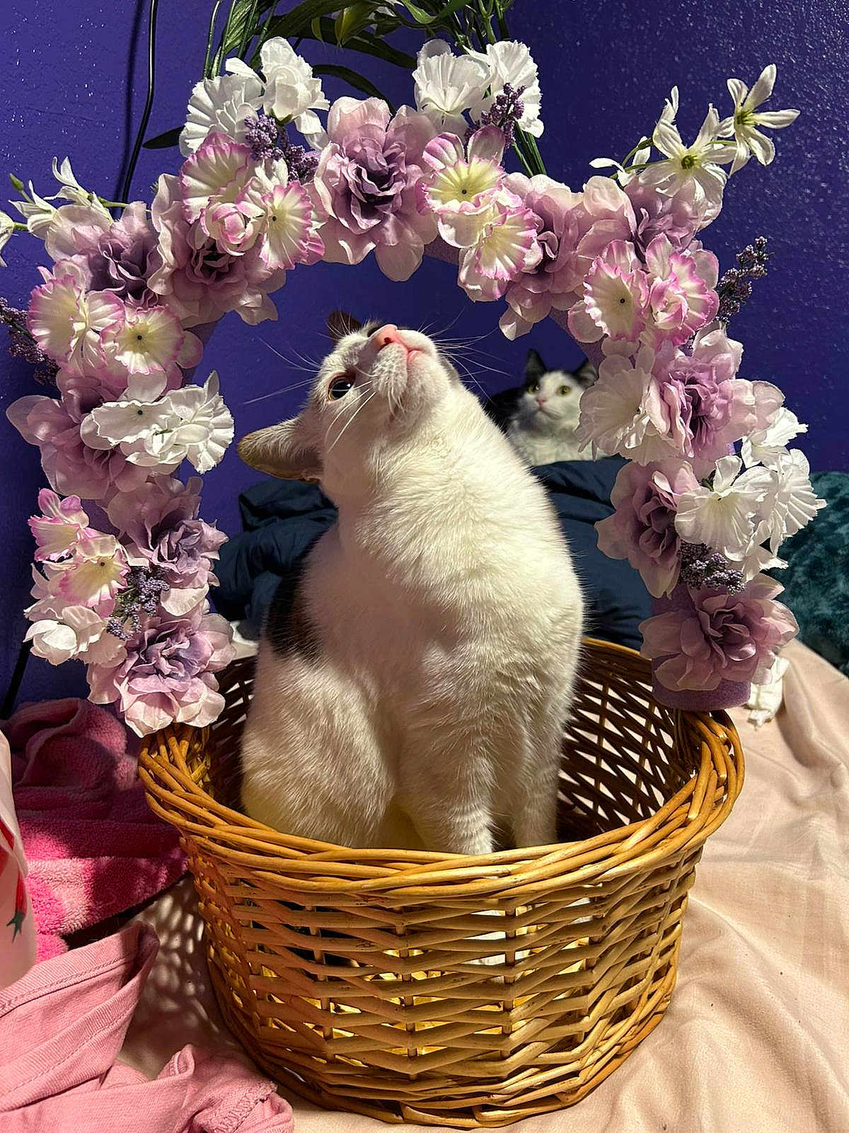 Renay Hernandez is registered to the contest to win money with this photo: animal, basket, bedroom, blanket, cat, cozy, curious, decor, feline, floral_arch, flowers, indoor, pets, pink, purple_wall, relaxed, soft, two_cats, white, woven