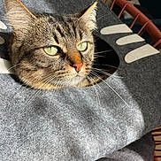Prunelle a rejoint le concours — aidez-le/la à gagner de superbes lots ! animal, cat, cat_cave, chair, closeup, cozy, felt, furniture, gray, green_eyes, indoor, monster_design, pet, red_heart, relaxed, soft_texture, sunlight, tabby, teeth, whiskers