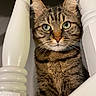 animal, cat, closeup, curious, cute, ears, face, feline, fur, green_eyes, indoor, looking, nose, pet, portrait, staircase, tabby, whiskers, white_paint, wooden_banister